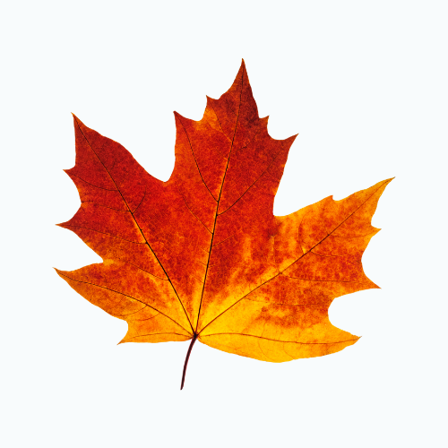 Maple leaf